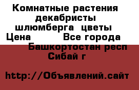 Комнатные растения, декабристы (шлюмберга) цветы › Цена ­ 300 - Все города  »    . Башкортостан респ.,Сибай г.